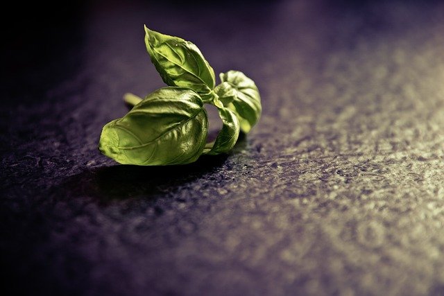 basil, seasoning, plant